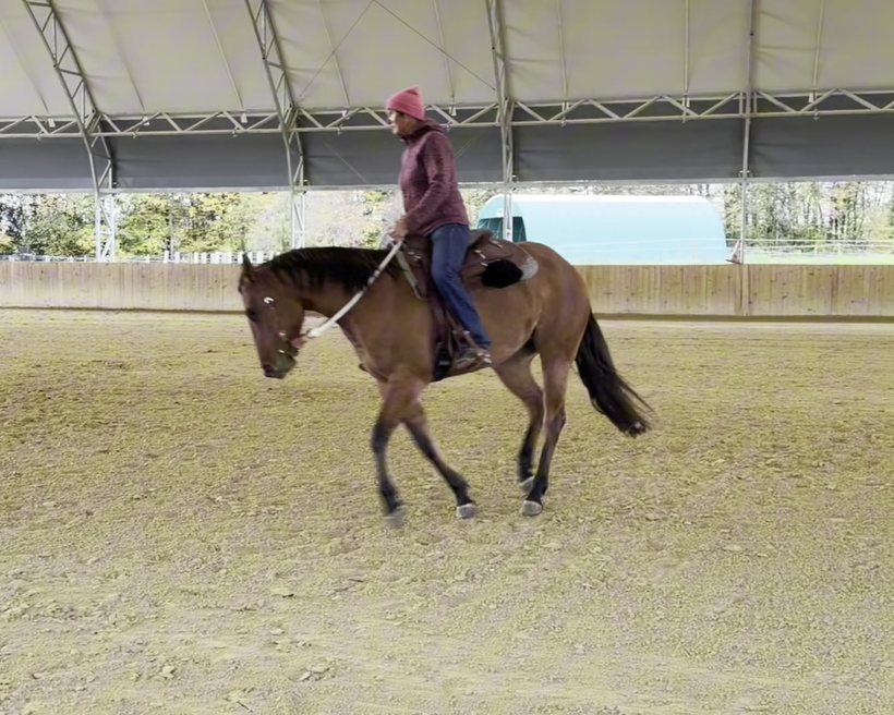 Customs Quarantina: Under saddle at the trot