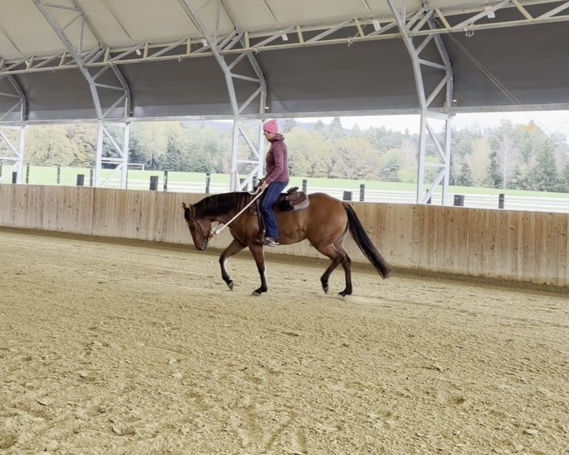 Customs Quarantina: Under saddle in the arena